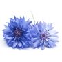 OEMINE EAU FLORALE BLEUET BIOLOGIQUE 200 ml